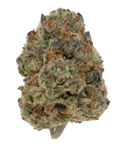 BLUE ZUSHI TOP SHELF (7 GRAMS) | Boba Boyz | Premium Top Shelf Flower