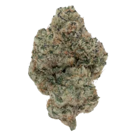 SHANGRI-LA EXOTIC (7 GRAMS) | Premium Exotic Flower